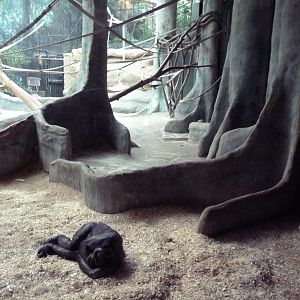 Primate Complex - Bonobo Indoor Exhibit