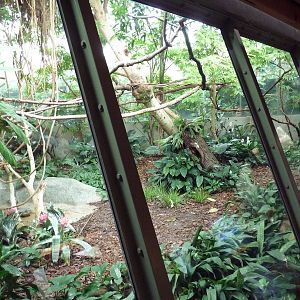 Primate Complex - Goeldi's Monkey Exhibit