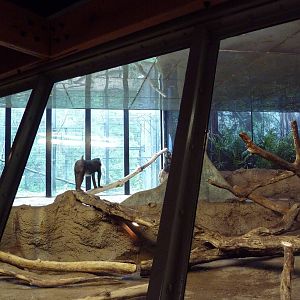 Primate Complex - Mandrill Exhibit