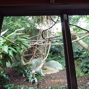 Primate Complex - Goeldi's Monkey Exhibit