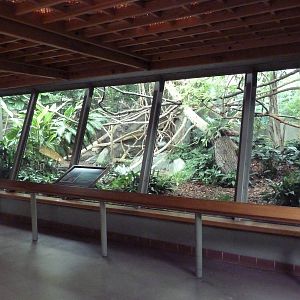 Primate Complex - Goeldi's Monkey Exhibit
