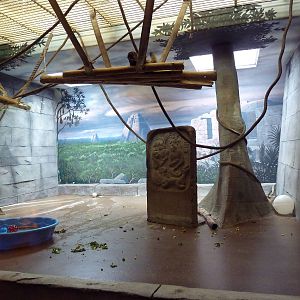 Primate Complex - Black-Handed Spider Monkey Indoor Exhibit