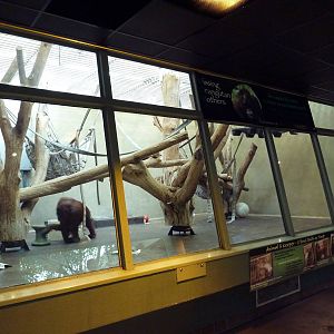 Primate Complex - Orangutan Exhibit