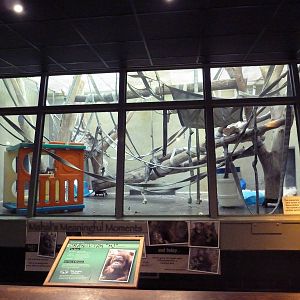 Primate Complex - Orangutan Exhibit