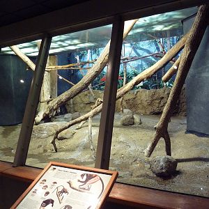 Primate Complex - Diana Monkey Exhibit