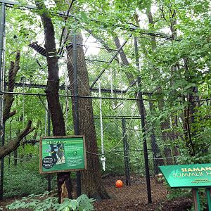 Primate Complex - Siamang Outdoor Exhibit