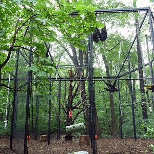 Primate Complex - Siamang Outdoor Exhibit