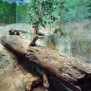 Aquatic + Reptile Center - Grand Cayman Blue Iguana Exhibit