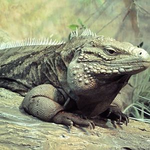 Aquatic + Reptile Center - Grand Cayman Blue Iguana