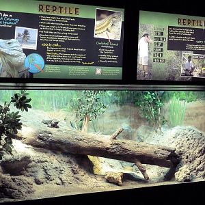 Aquatic + Reptile Center - Grand Cayman Blue Iguana Exhibit