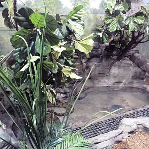 Aquatic + Reptile Center - Green Anaconda Exhibit