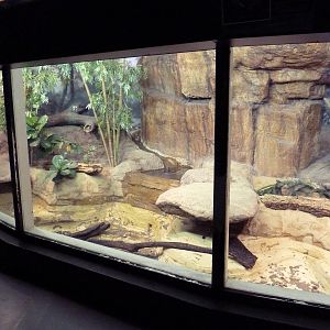 Aquatic + Reptile Center - Chinese Alligator Exhibit