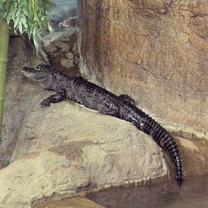Aquatic + Reptile Center - Chinese Alligator