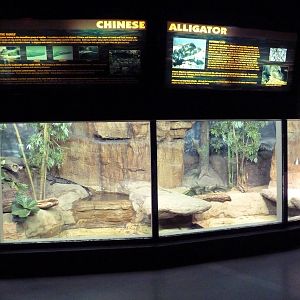 Aquatic + Reptile Center - Chinese Alligator Exhibit
