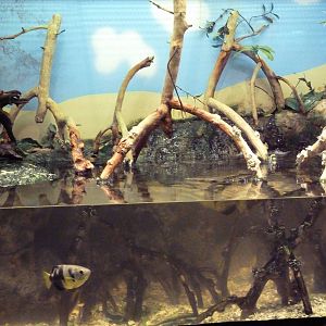 Aquatic + Reptile Center - Archerfish/Mudskipper Exhibit