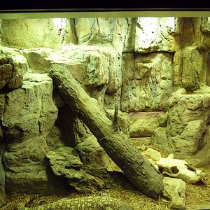 Aquatic + Reptile Center - Mexican Beaded Lizard/Black-Tailed Rattlesnake E