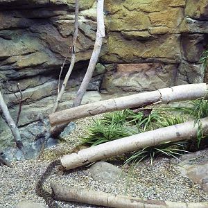 Aquatic + Reptile Center - Western Fox Snake/Eastern Hognose Snake/Eastern
