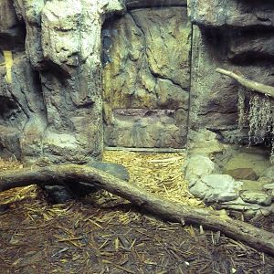Aquatic + Reptile Center - Boelen's Python Exhibit