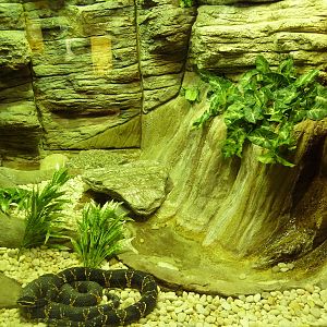 Aquatic + Reptile Center - Taylor's Cantil Exhibit