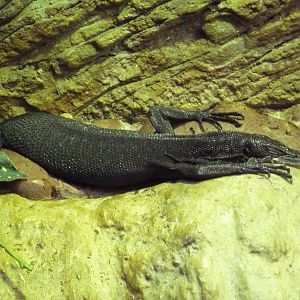 Aquatic + Reptile Center - Black Tree Monitor