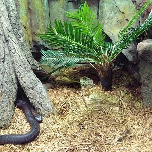 Aquatic + Reptile Center - Red-Spitting Cobra/Gaboon Viper Exhibit
