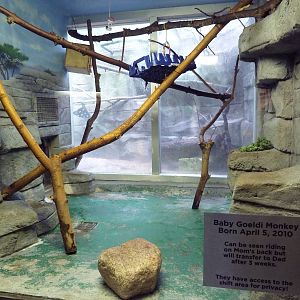 Small Mammals House - Goeldi's Monkey Exhibit