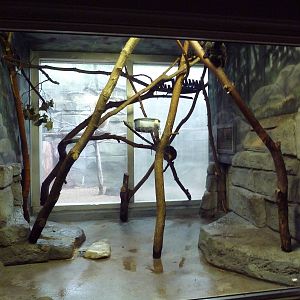 Small Mammals House - Goeldi's Monkey Exhibit