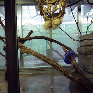 Small Mammals House - Ring-Tailed Lemur Exhibit
