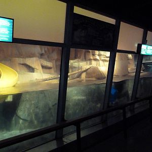 Small Mammals House - River Otter Exhibit