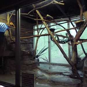 Small Mammals House - Golden Lion Tamarin/Goeldi's Monkey/Two-Toed Sloth Ex