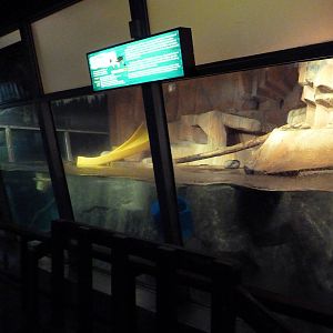 Small Mammals House - River Otter Exhibit