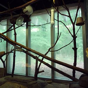 Small Mammals House - Golden Lion Tamarin Exhibit