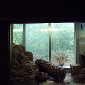 Small Mammals House - Dwarf Mongoose Exhibit