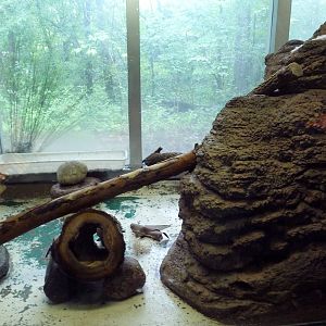 Small Mammals House - Dwarf Mongoose Exhibit