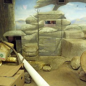Small Mammals House - Meerkat Exhibit