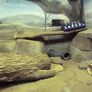 Small Mammals House - Meerkat Exhibit