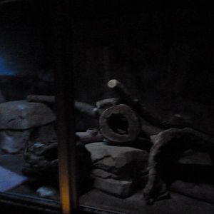 Small Mammals House - Nocturnal Section - Black-Footed Cat Exhibit