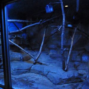 Small Mammals House - Nocturnal Section - Douroucouli Exhibit