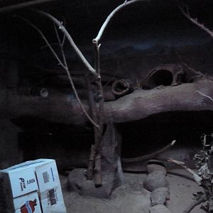 Small Mammals House - Nocturnal Section - Bushbaby Exhibit