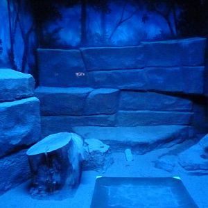 Small Mammals House - Nocturnal Section - Fennec Fox Exhibit