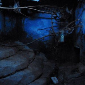 Small Mammals House - Nocturnal Section - Sugar Glider Exhibit