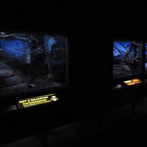 Small Mammals House - Nocturnal Section