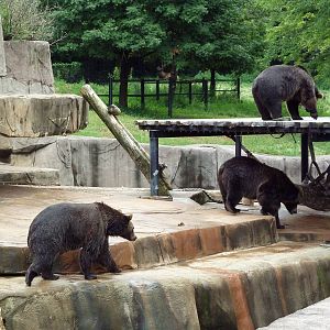 Grizzly Bear Exhibit