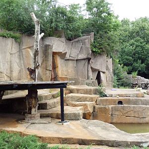 American Black Bear Exhibit