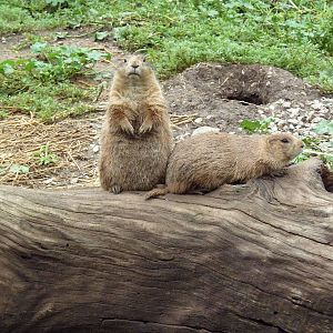 Prairie Dogs