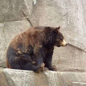 American Black Bear