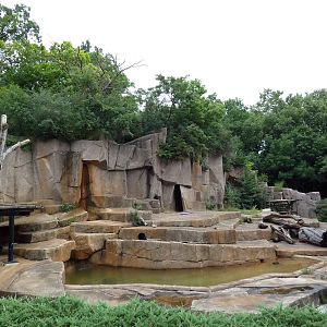 American Black Bear Exhibit