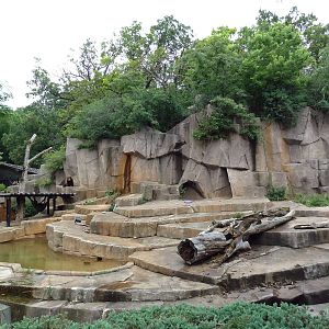 American Black Bear Exhibit
