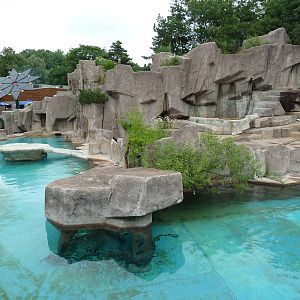 Harbour Seal Exhibit
