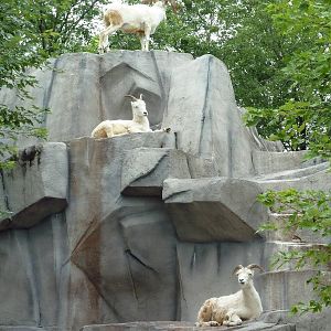 Dall Sheep